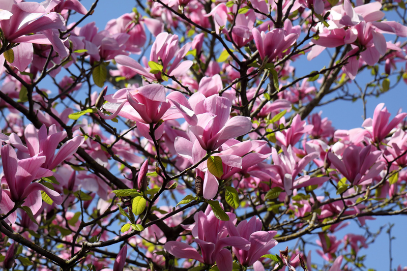 Illustration for article titled Pics from the Curbside: 2018-04-22 to Kerrisdale